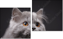 Диптих