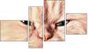 Фортык