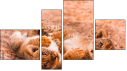 Фортык