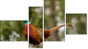 Фортык