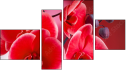 Фортык