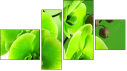 Фортык