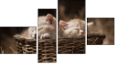 Фортык