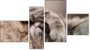 Фортык