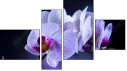 Фортык