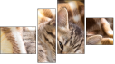 Фортык