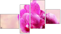 Фортык