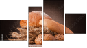 Фортык