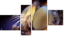 Фортык
