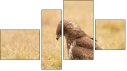 Фортык
