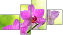 Фортык