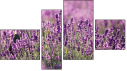 Фортык