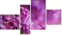 Фортык