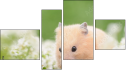 Фортык