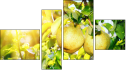Фортык