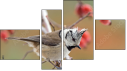 Фортык